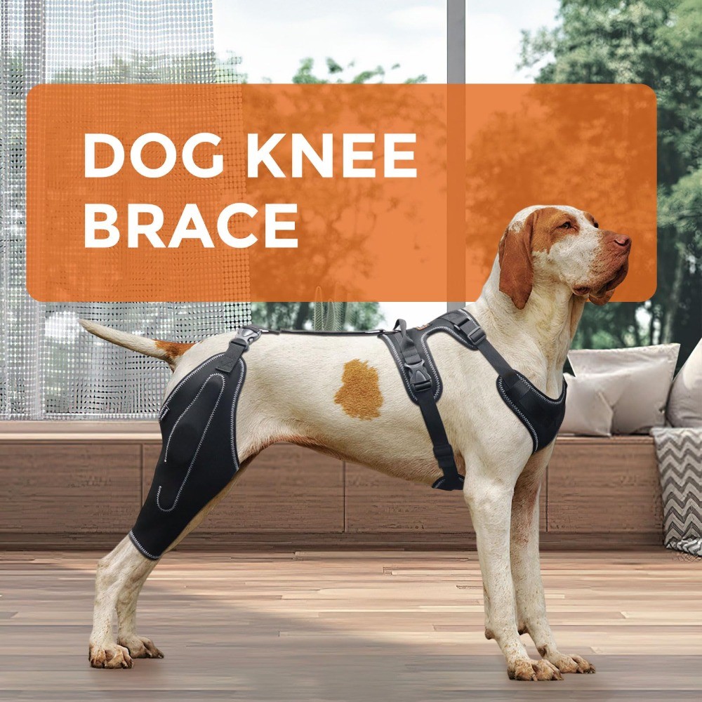 Reduces Pain Hind Leg Dog Leg Brace Dog Leg Protectors Dog Knee Rehabilitation Belt Dog ACL Brace