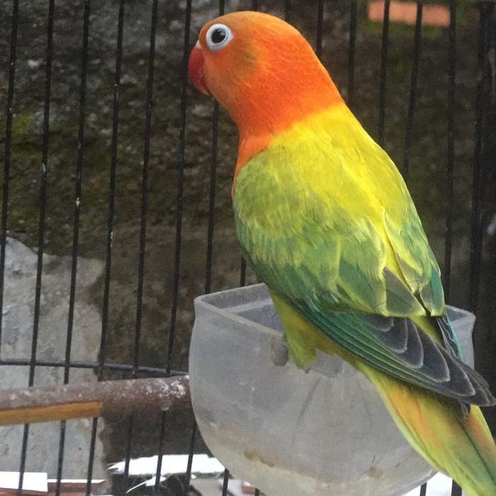 Lovebird Biola Ewing Green #Gratisongkir