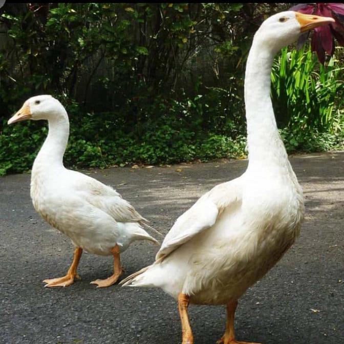 Ready Terlaris Bebek Soang/Angsa Hidup Promo Murah
