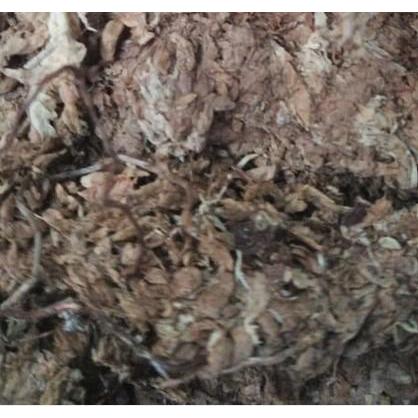 PROMO SPECIAL sphagnum moss chille premium quality