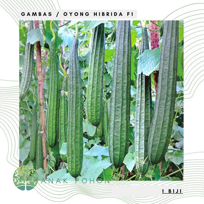 Benih / Bibit / Biji - Gambas Oyong Prima F1 Hybrid Super - LOKAL Benih Biji