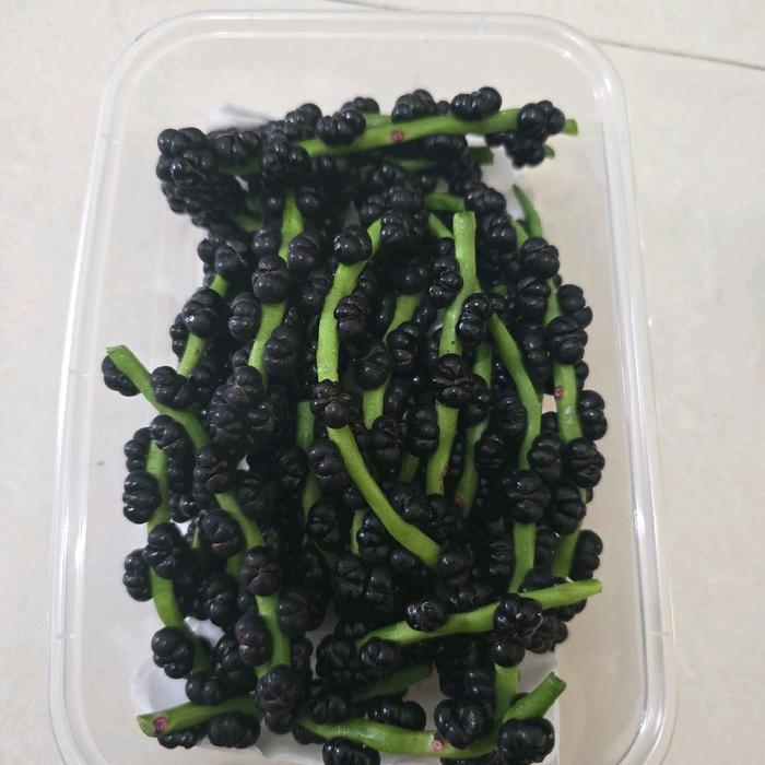 tanaman buah angkung segar organik