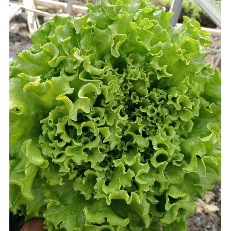 Benih Lettuce Batavia Sonybel Bejo Seed