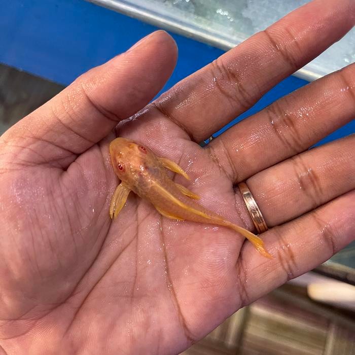 Ikan sapu kaca gibicef sapu kaca albino ikan pembersih lumut