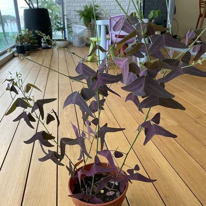 

TANAMAN CANTIK Christia obcordata / POHON KUPU KUPU / BUTTERFLY + POT