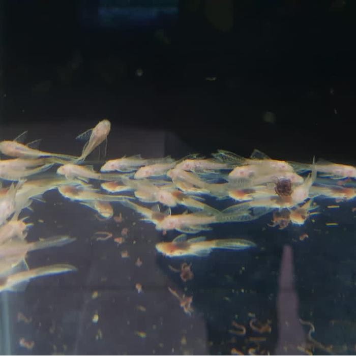 Albino Brushmouth Slayer pleco size 4 - 5 cm/ sapu pleco L144