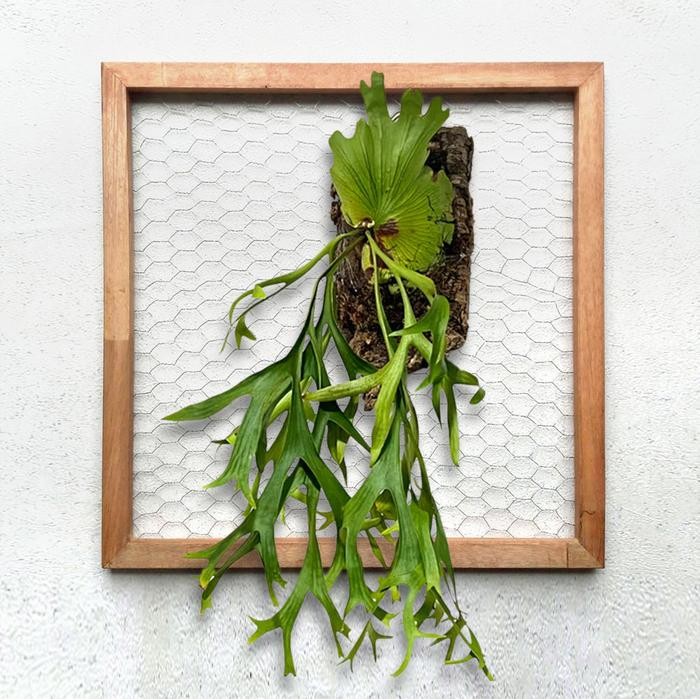 Bingkai Tanduk Rusa, Media Tempel Platycerium Anggrek