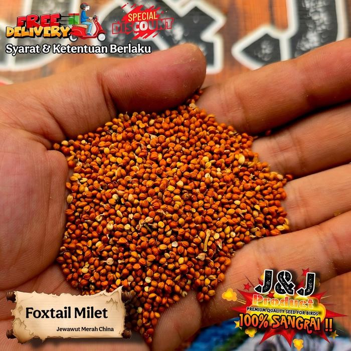 Pilihan- Jewawut Foxtaill Milet Pakan Burung