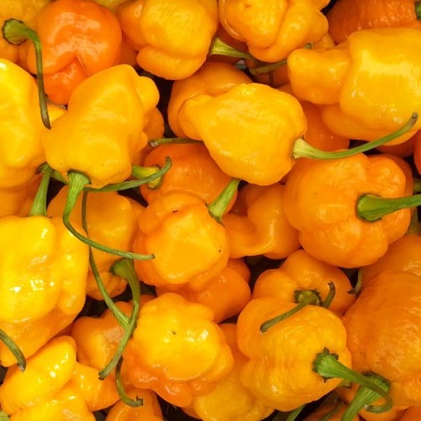 Terlaris - 4 Bibit Benih Cabe 7Pot Kuning