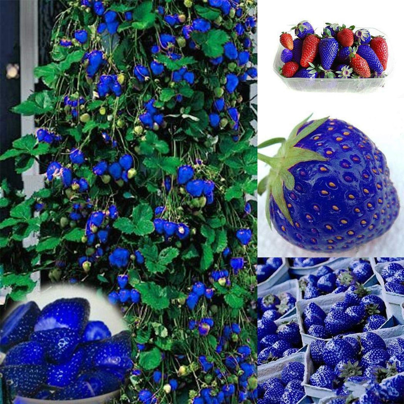 Flash Sale - 25 Bibit Benih Buah Strawberry Biru