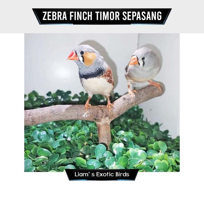 t00e- Burung Zebra Finch Timor Sepasang