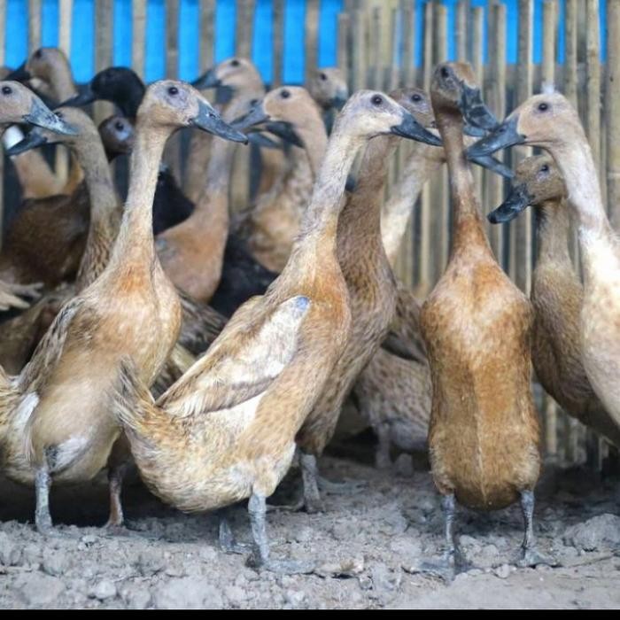 t00e- Bebek Petelur Unggul Betina Dewasa