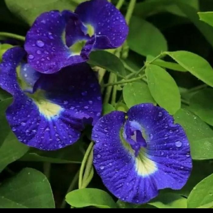 BIBIT TANAMAN BUNGA TELANG BIRU/ HERBAL TELANG/ TEH BIRU