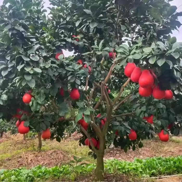 Bibit Pohon Jeruk Merah Bali Kualitas Unggul Siap Tanam Super Cepat Berbuah Daun Lebat Batang Kokoh