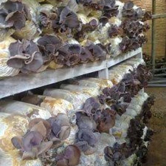 Bibit jamur kuping f1