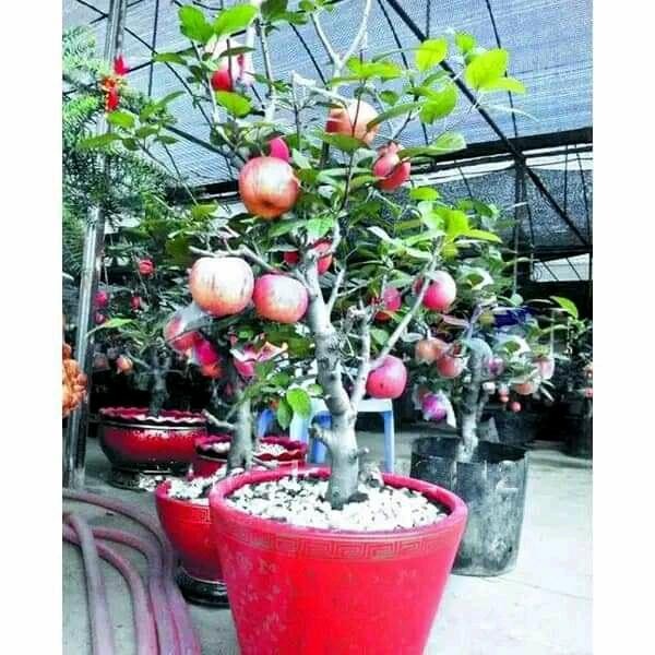 [ bibit apel anna merah cangkok ]