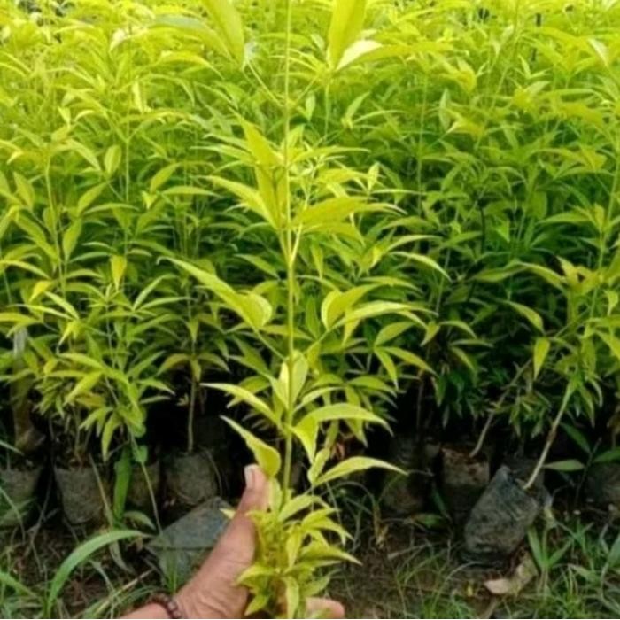 Bibit tanaman pohon kayu Cendana NTT asli produk terbaik