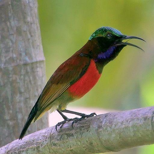 Jayus - Burung Kolibri Ninja Pilihan
