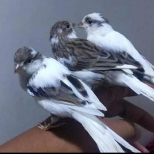 Jayus - Burung Kenari Loper Panda Pilihan