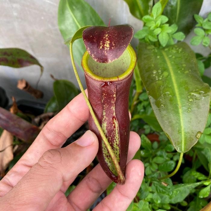 

nepenthes mirabiliscampanulata