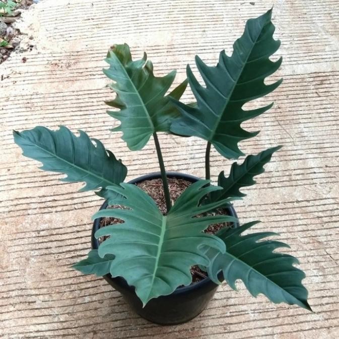 

phillodendron caramel black tanaman hias