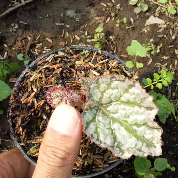 SM- Tanaman Hias Bunga Begonia Rex Escargot Silver Ice Begonia Ice Cream