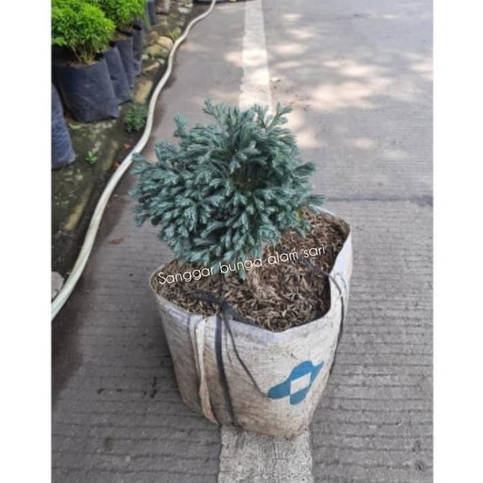 SM- Tanaman Hias Cemara Perak Besar