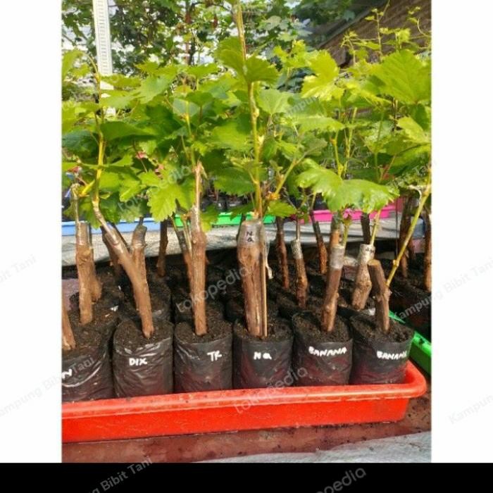 TERMURAH BIBIT ANGGUR IMPORT RUBY ROMAN GRAFTING VALID