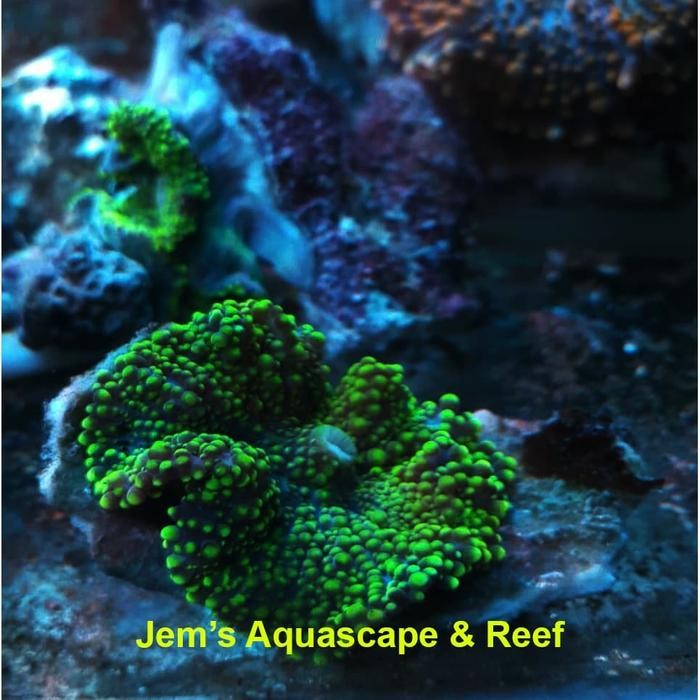 

Pilihan- Coral Jamur Yuma Hijau Metalik (Green Ricordea Yuma)