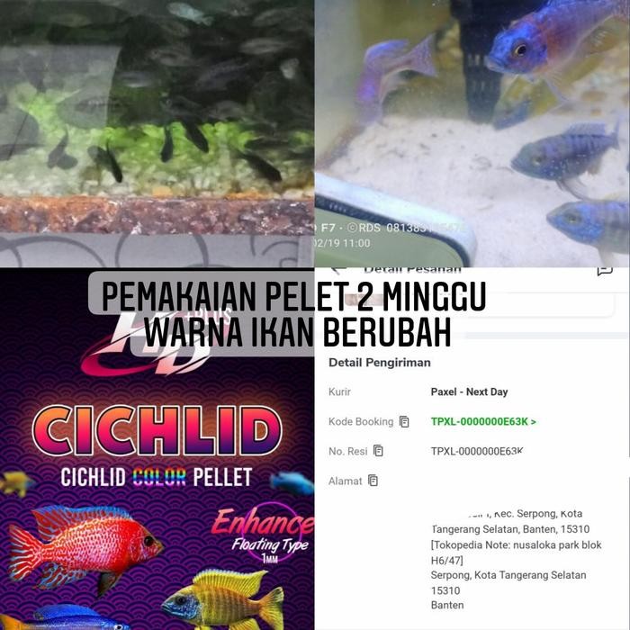 pelet cichlid premium