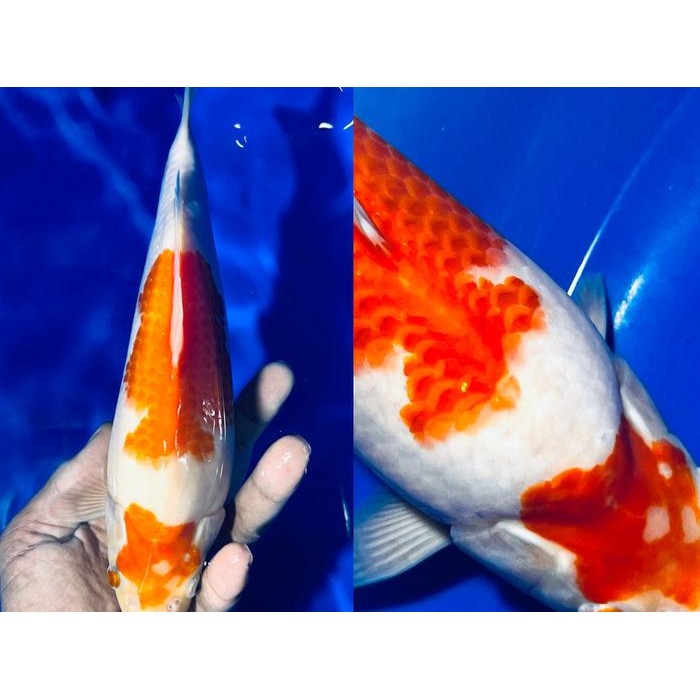 Terlaris (Terjual Offline / Sold) Akf Koi Kohaku 22 Cm - Akf (Calon Buldozer)