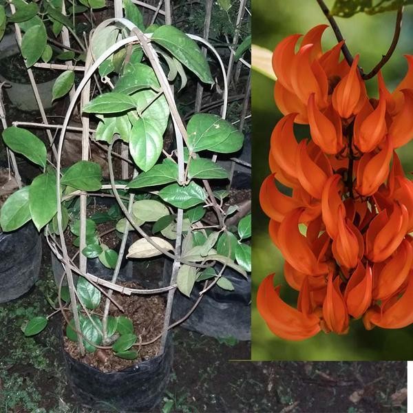 Tanaman Flame Of Irian