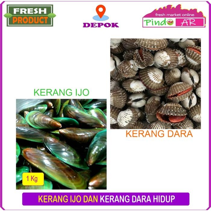 

Pilihan- Kerang Hijau Ijo Dan Kerang Dara Hidup