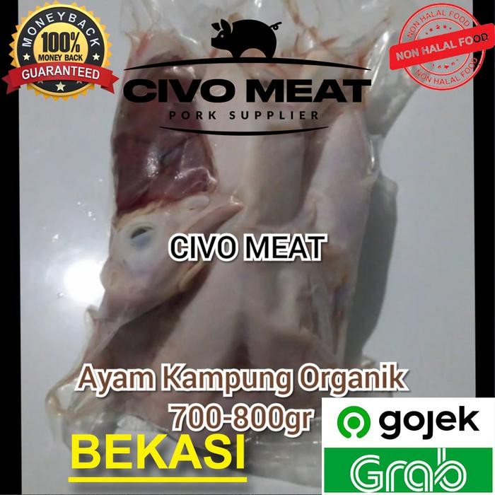 

Pilihan- Ayam Kampung Organik 1Ekor 700-800Gr Frozen - Dijamin Bersih No Bulu