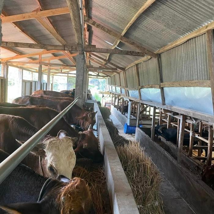 HEWAN QURBAN SAPI QURBAN BANDUNG