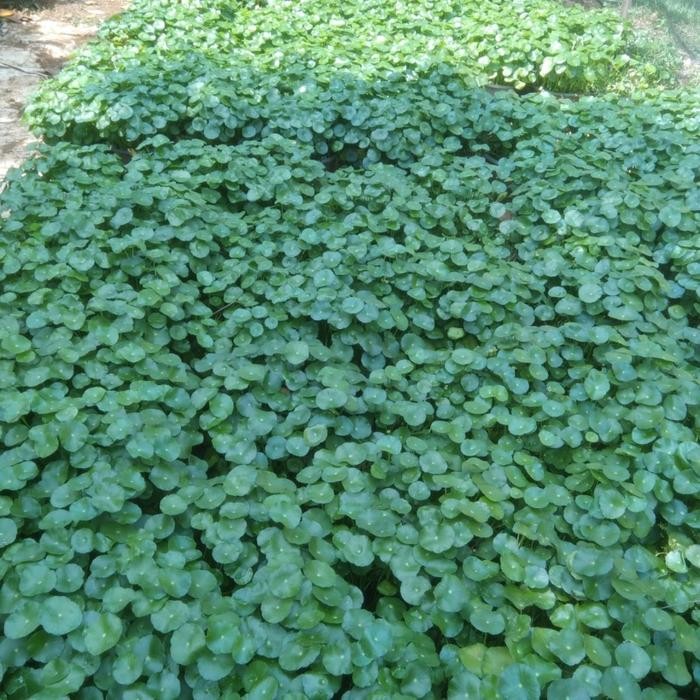 tanaman hias pegagan air