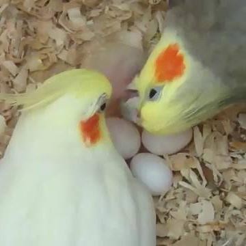 6yfd- Vitamin Ternak Burung Lovebird Falk Maxx Breeding Parrot