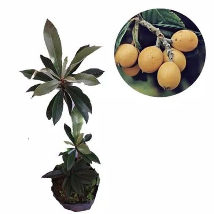 [ Tanaman buah biwa ]