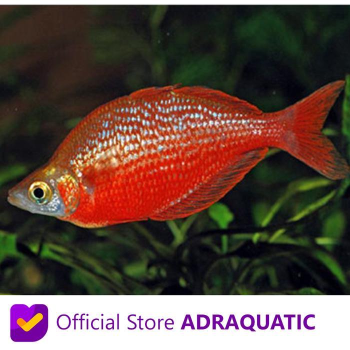 IKAN HIAS RAINBOW RED MERAH RAINBOWFISH AIR TAWAR