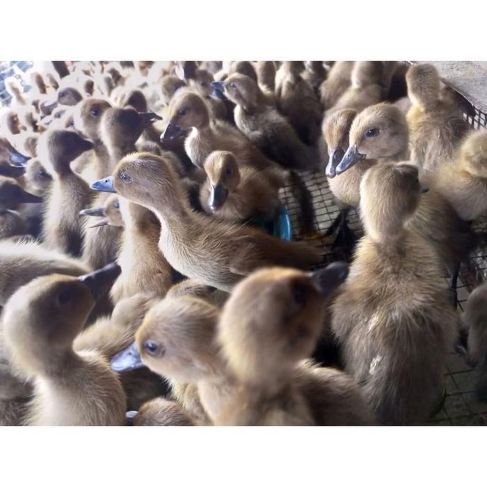 BEBEK TELUR BETINA PETELUR - BEBEK PETELUR BETINA BERKUALITAS TINGGI UNTUK PETERNAKAN