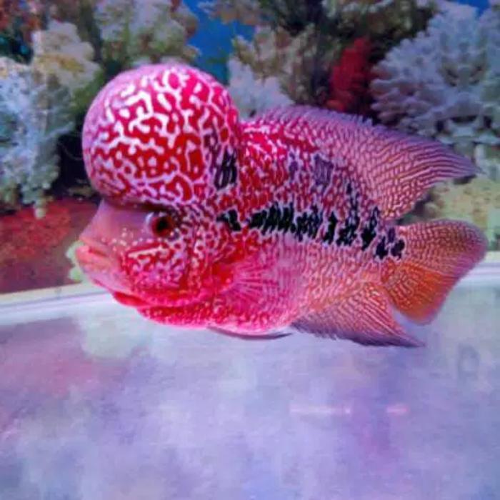 Vista - Burayak Ikan Louhan King Kamfa 9.9