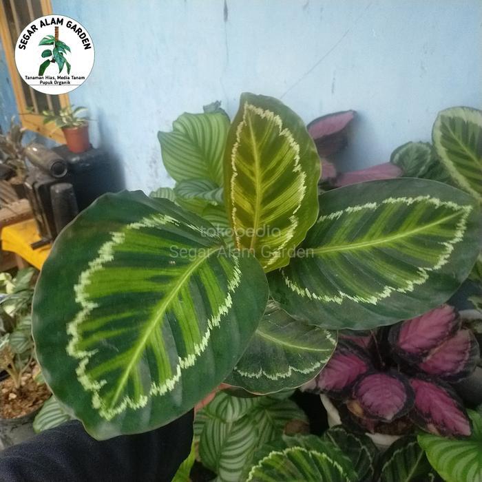 Tanaman Hias Calathea Linden - Calathea Linden