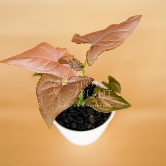 

Syngonium Pink - Tanaman Hias / House Plant / Indoor