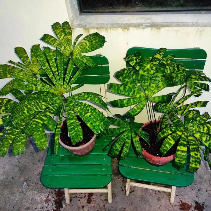 Jlterang Tanaman Licuala Mapu