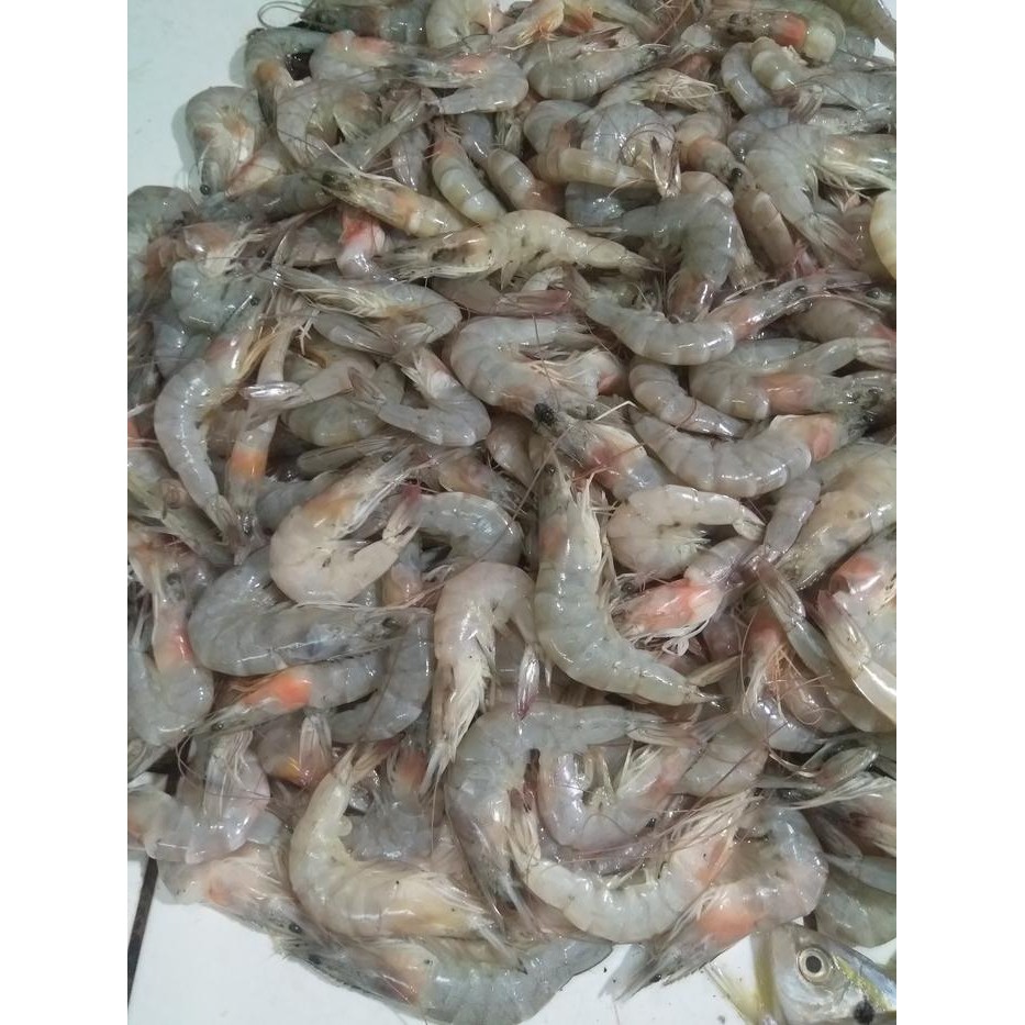 Pilihan- Udang Segar Bandung