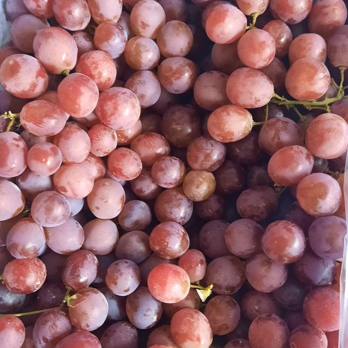 

Pilihan- Anggur Merah Red Globe Segar