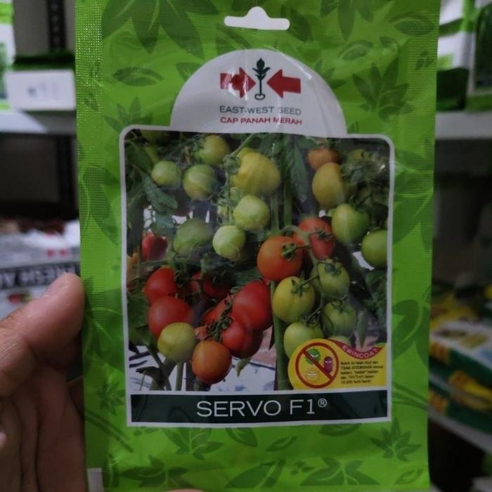 Stok Baru ( 150 butir) Benih tomat SERVO 150 butir tomat hibrida dataran rendah SERVO SP dari panah