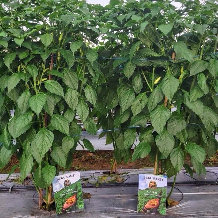 Promo Buku Sakti Seniman Pertanian - Panduan Lengkap Budidaya Cabe Segala Varietas - Belum Ada