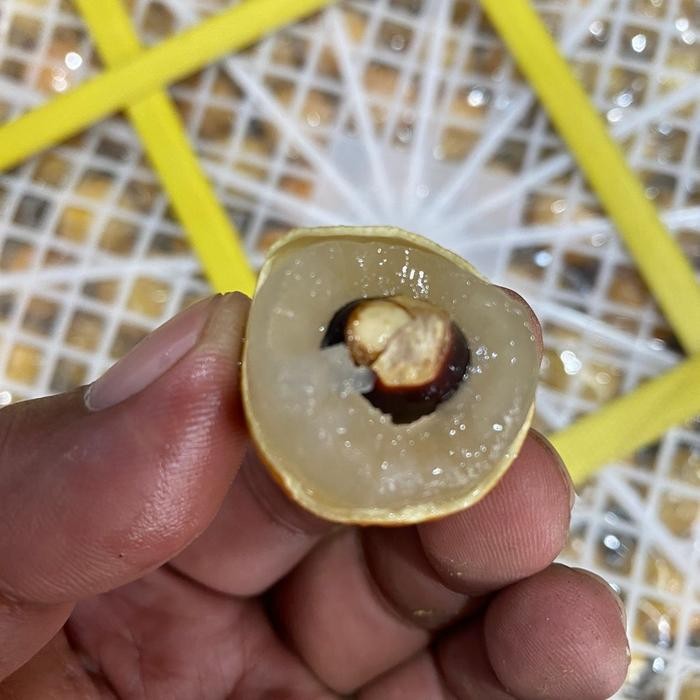 Fruitsz- Lengkeng Gold