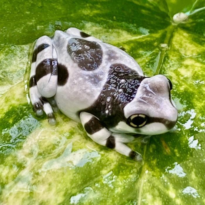 TERBARUU Amazon Milk Tree Frog Kodok Katak Not Pacman Dumpy Budget Pixie Pesek